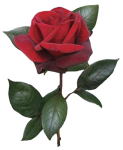 single-red-rose